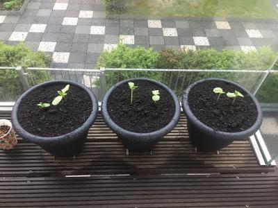 balcony sunflower sower 1