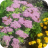 Butterflies on Sedum