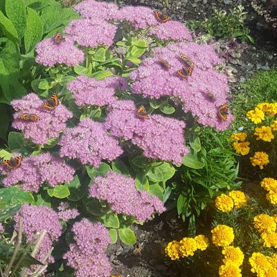 Butterflies on Sedum