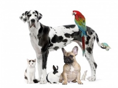 Pets