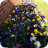 PlantSale2020Pansies
