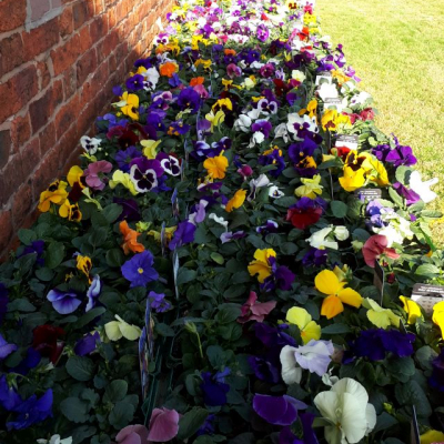 PlantSale2020Pansies