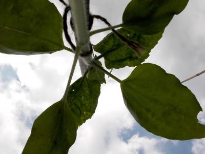 secret sunflower sower 5 (1)