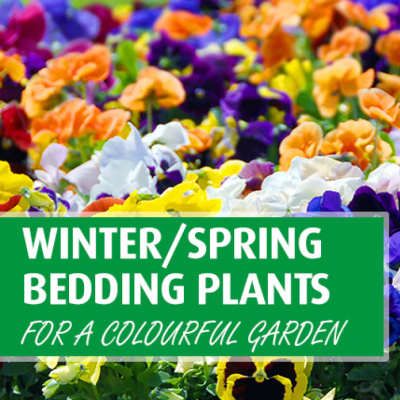 WinterBeddingFlowers